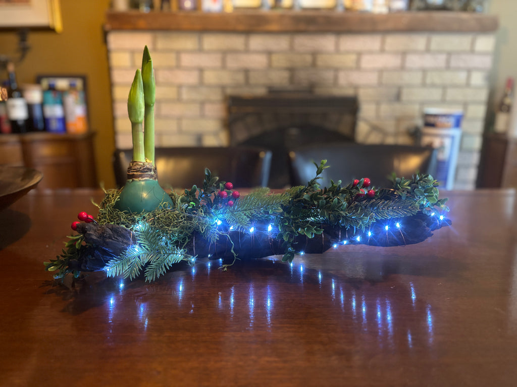 Amaryllis on driftwood