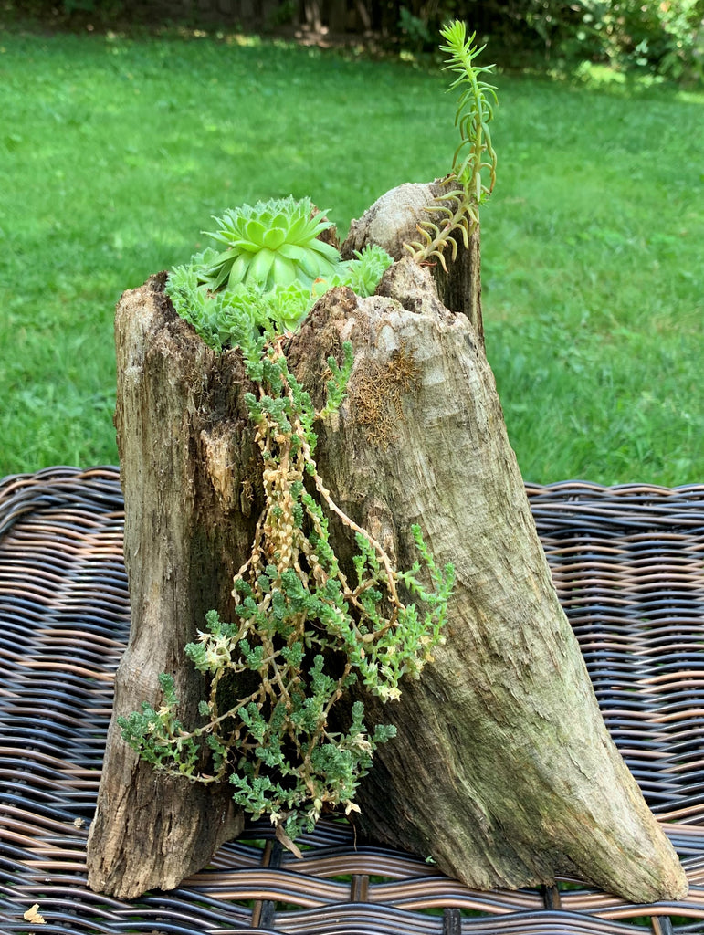 Driftwood planters